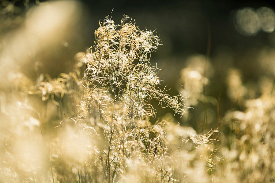 Photo de Max Gennel